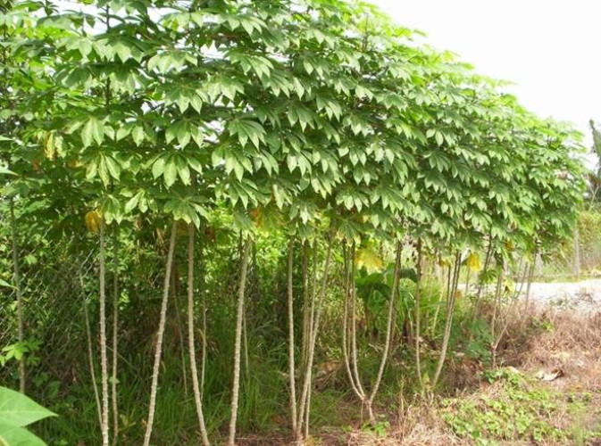 Farm Tapioca for Sale	