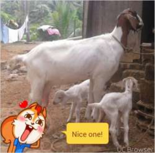 MALABARI GOAT