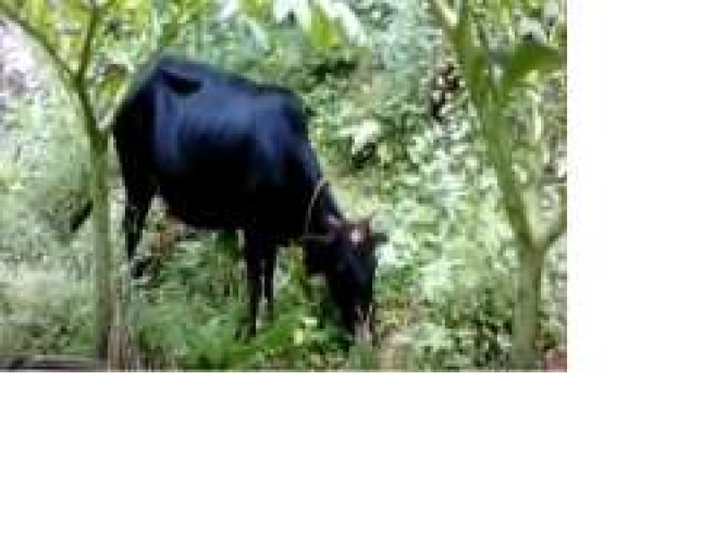 Kasaragod Dwarf cow