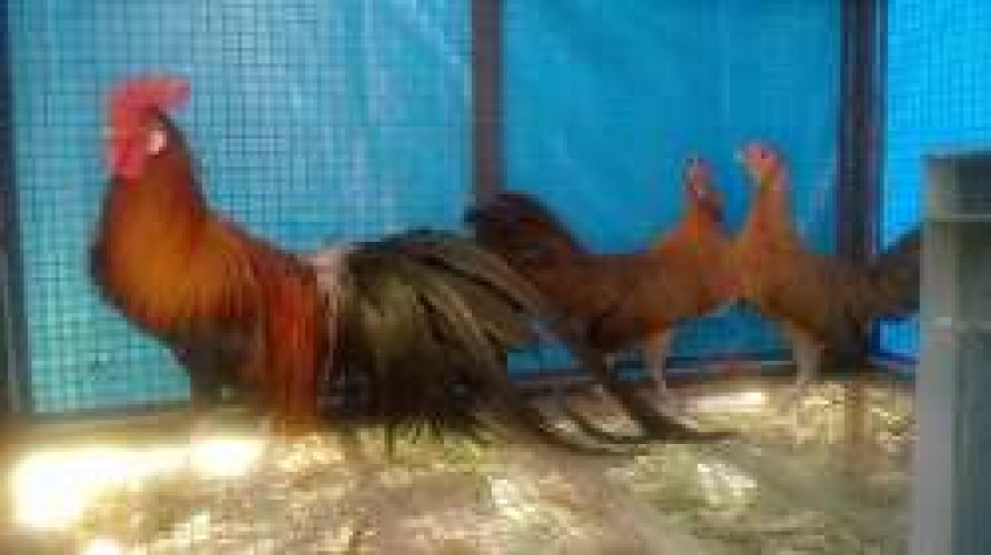 Fancy Hens For Sale