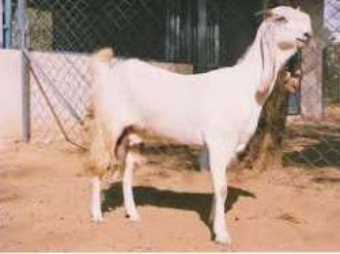 Goat milk