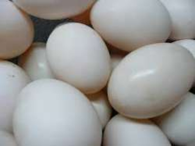 egg