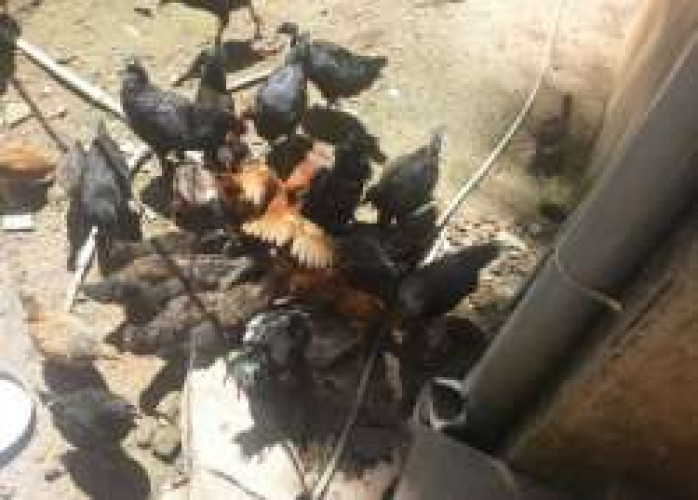 45 days old Motta Kozhi Kunjungal