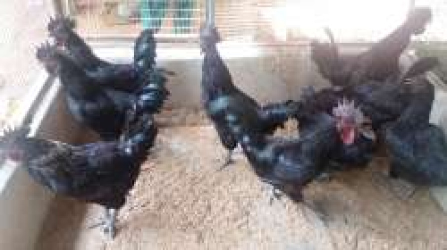 KARINKOZHI POOVAN - KADAKNATH