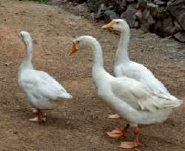 Gooes