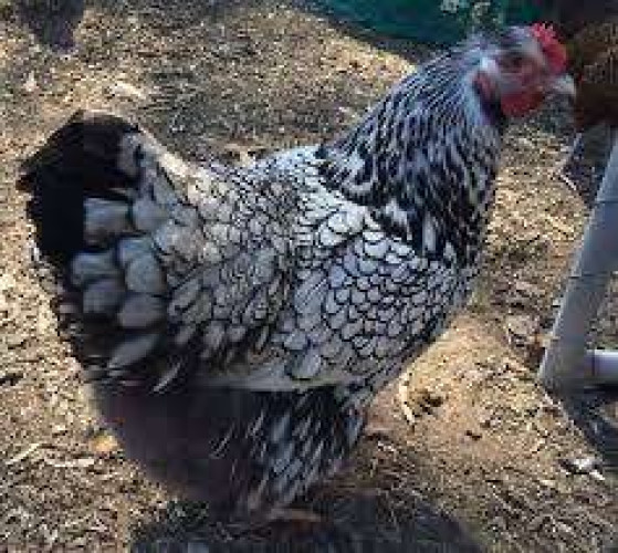 Silver sebright adult pair