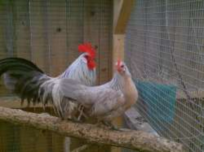 Dutch bantam pair