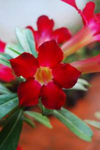 Adenium garden