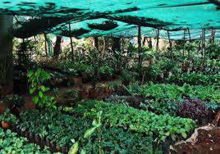 Cochin Nursery 