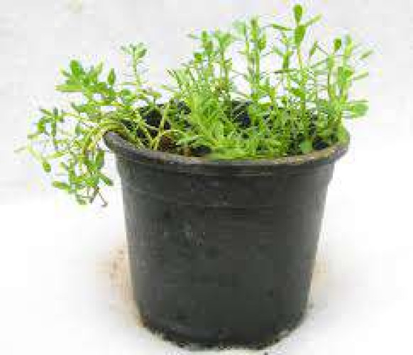 Brahmi saplings 