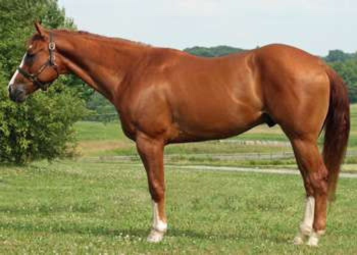 Horse for sale