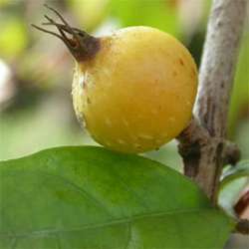 BLACK BERRY JAM FRUIT SEEDLINGS