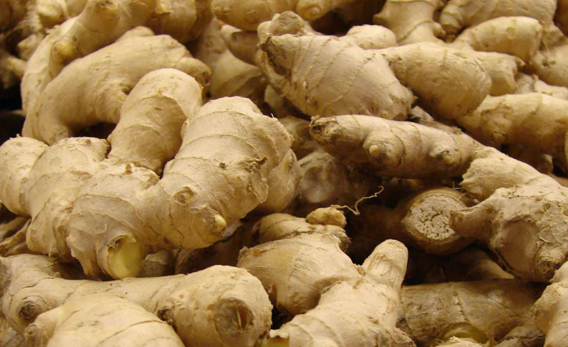 Ginger for Sale