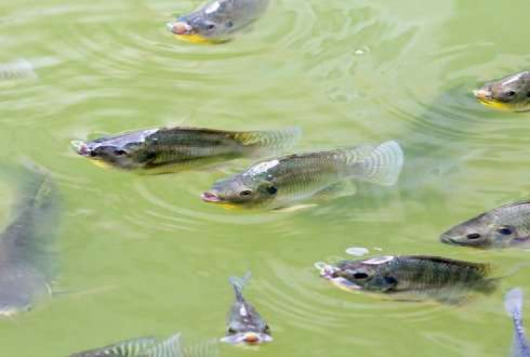 Gift Tilapia Seeds
