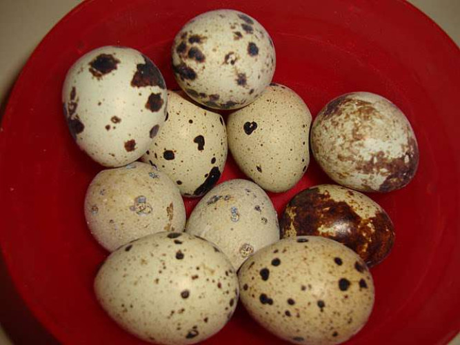 Fresh Kada Mutta for sale in Edappally, Ernakulam