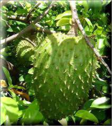 Organicaly Grown Mullatha or Soursop