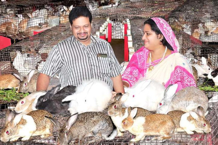 Rabits for sale