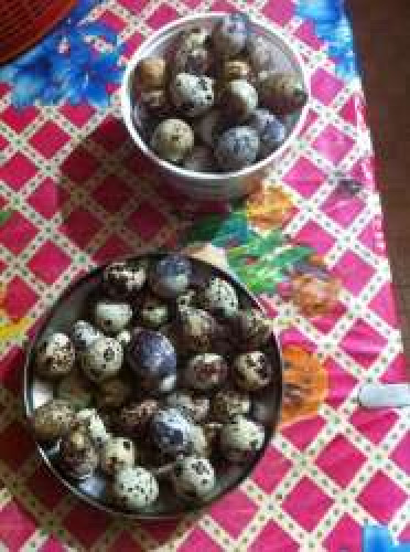 kada mutta for sale