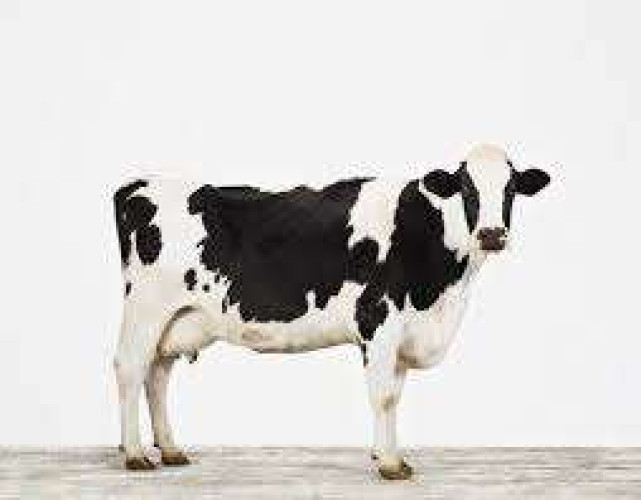 cow for sale