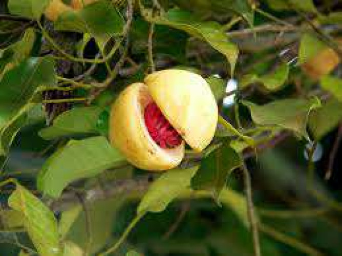 nutmeg for sale