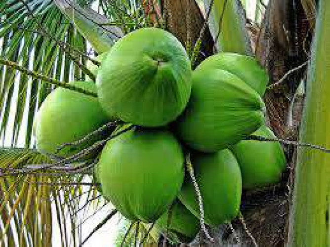 coconut for sale
