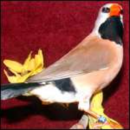 long tail finches 