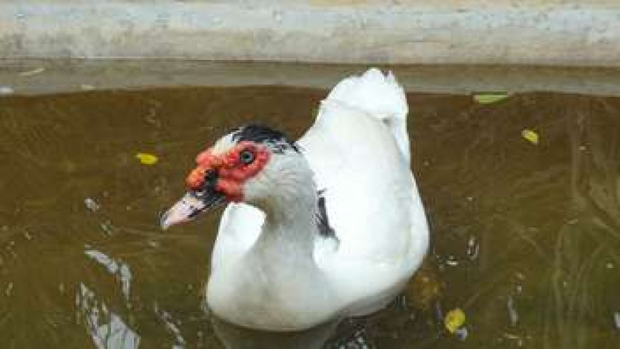 flying duck 
