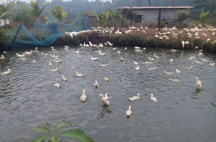 vigova ducks