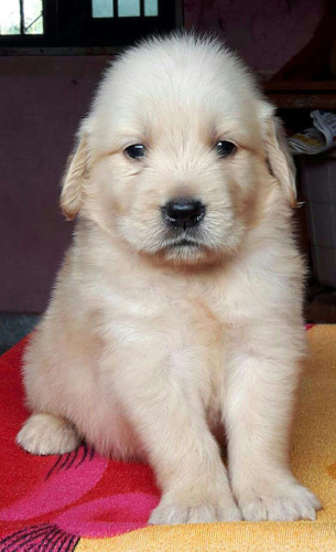 Puppy for selling