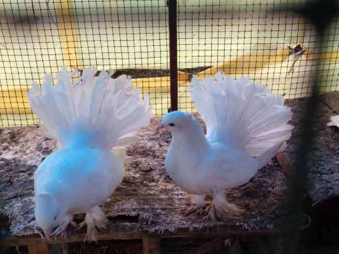 Fantail pigeons