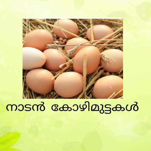 BV 380 Eggs