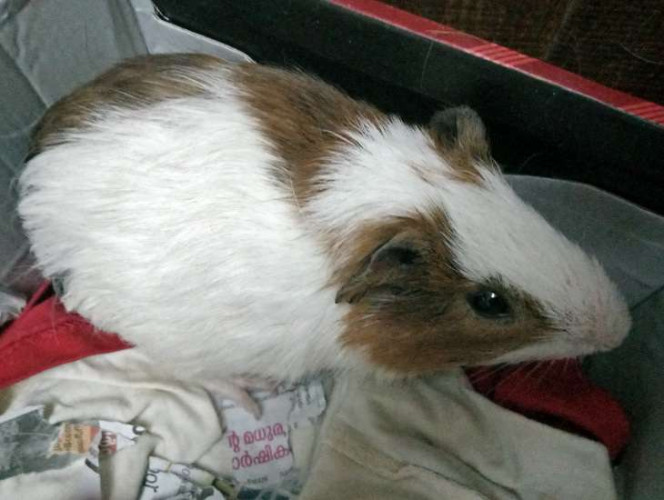 Female guinnea pig