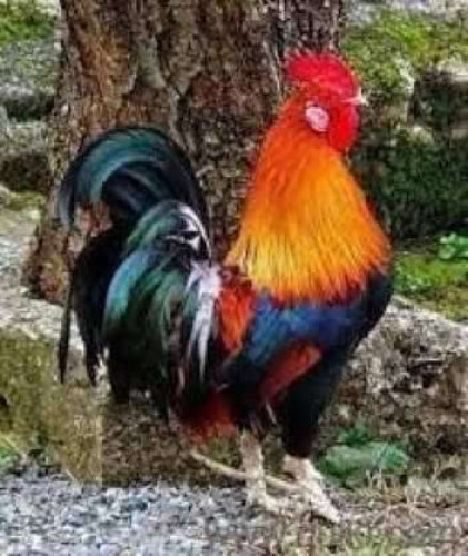 Nadan