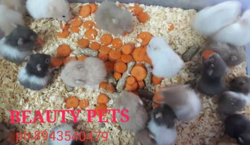 Hamster for sale