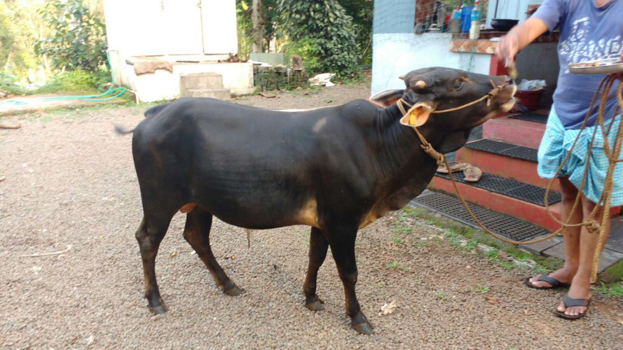 Vechur male calf/bull for sale