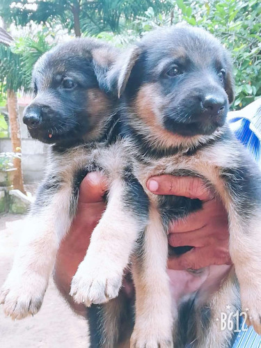 Gsd