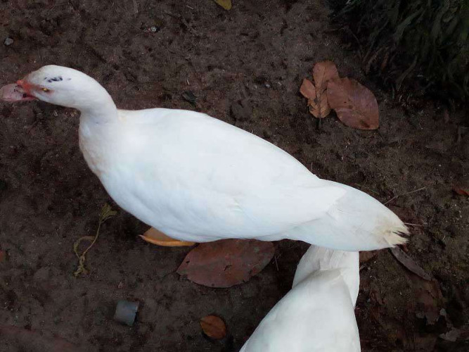 FLYING DUCKS FOR SALE