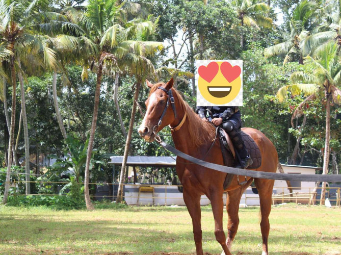 HORSE FOR SALE