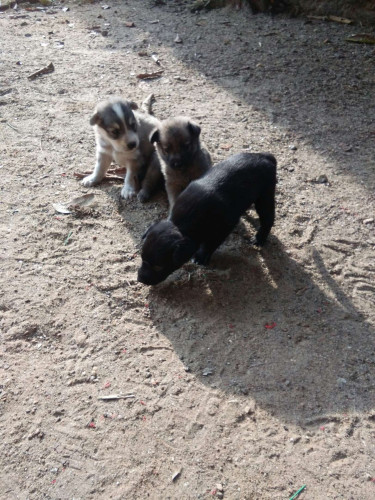 Puppies For Sale