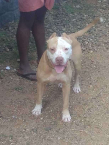 Pitpull Dog 1 year old