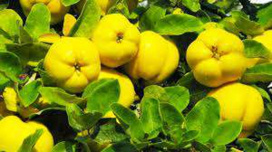 Quince fruit seeds