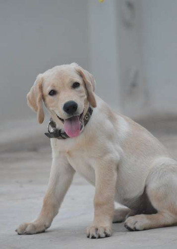 Labrador 3month older certified dog 