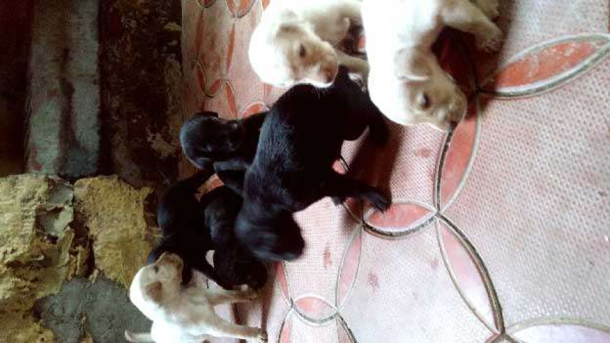 Crossed breed black lab female puppies @ 1500