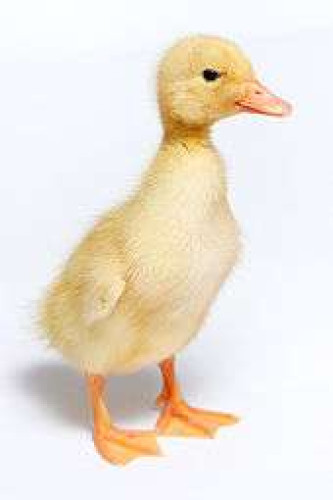 Vigova duckling