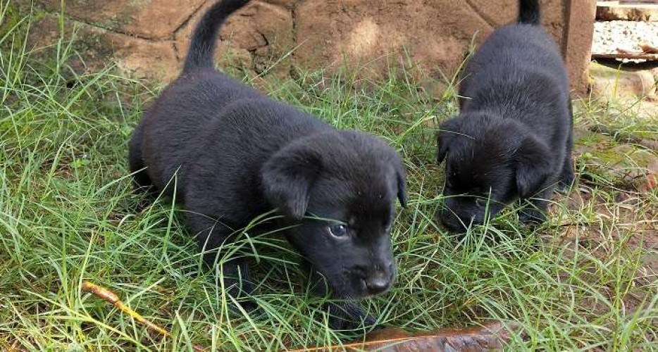 Lab dog puppies cross breed for sale at lowest price