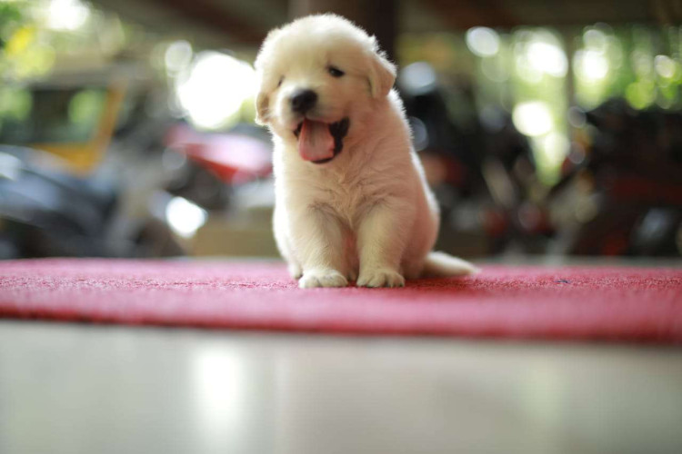 GOLDEN RETRIEVER  PUPPY FOR SALE