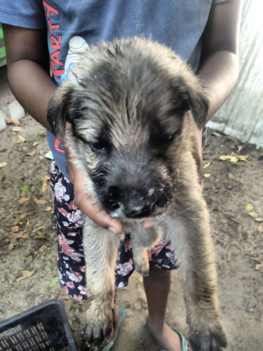 GSD, Lab Cross Breed Puppies