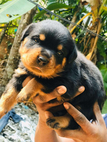 ROTTWEILER PUPPIES 2MONTHS, MOTHER DOG 4YEARS