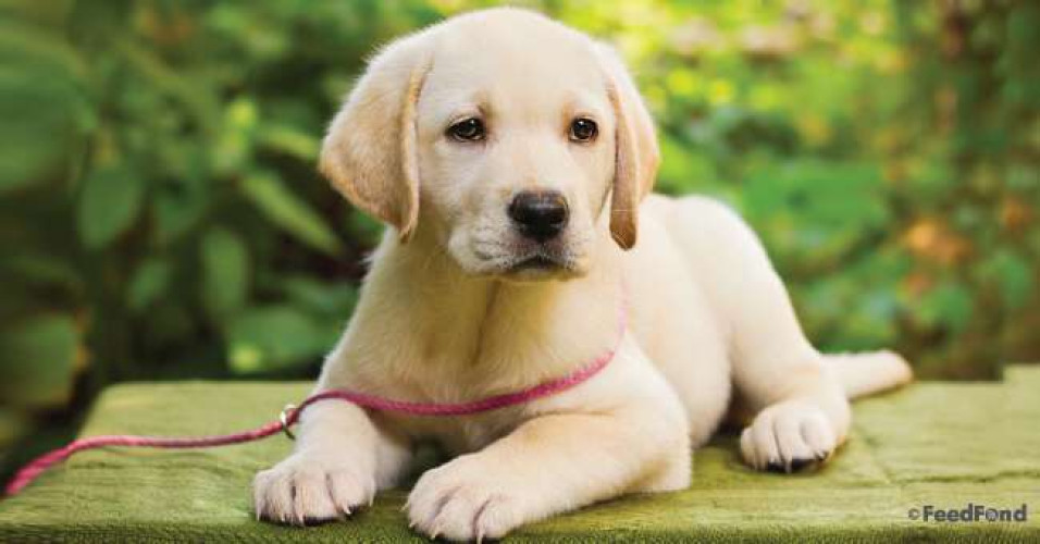 labrador puppies available for good price ! Pm me to get inf
