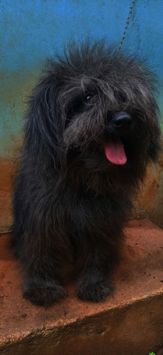 Pure quality miniature  lasapso female 9 months old female 4
